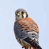 11SB0040 Kestrel